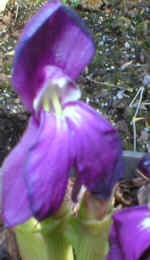 Roscoea humeana 'Rosemoor Plum' 