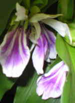 Roscoea purpurea 'Wisley Amethyst'  