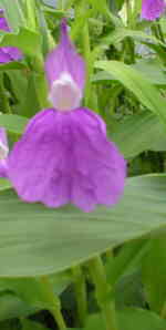 Roscoea auriculata 'Floriade' 