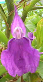 Roscoea auriculata 