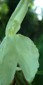 Roscoea x beesiana �White Form�
