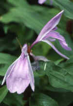Roscoea purpurea 'Peacock'