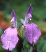 Roscoea purpurea 'Short Form'