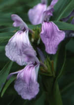 Roscoea purpurea 'Vincent' 