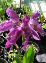 Roscoea cautleyoides 'Purple Giant' 