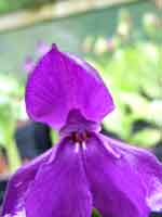 Roscoea 'Harvington Royale'