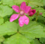 Rubus