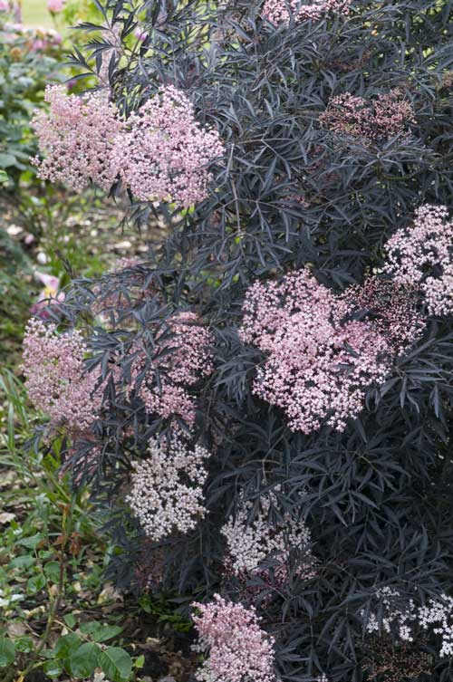 Sambucus 'Black Lace'