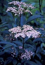Sambucus nigra 'Guincho Purple'