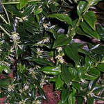 Sarcococca