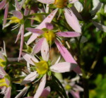 Saxifraga cortusifolia 'Rosea'