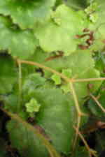 Saxifraga epiphylla 'Purple Piggy' 