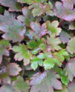 Saxifraga fortunei 'Mount Nachi' 