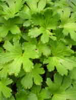 Saxifraga fortunei var. suwolensis 