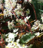 Saxifraga fortunei 'Rubrifolia' 