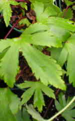 Saxifraga fortunei f. partita 