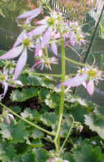Saxifraga nipponica 'Pink Pagoda' 