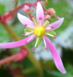 Saxifraga fortunei 'Musgrove Pink'