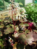Saxifraga fortunei 'Buckland'