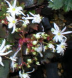 Saxifraga fortunei 'Conwy Star'