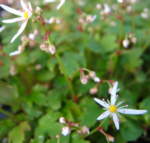 Saxifraga fortunei var obtusocuneata