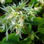 Saxifraga sendaica  