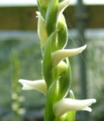 Spiranthes