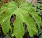 Tetrapanax