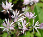 Thalictrum kiusianum 'Kew Form' 