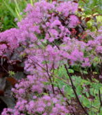 Thalictrum 'Black Stockings'