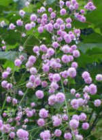 Thalictrum delavayi 'Hewitt�s Double'