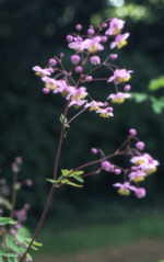 Thalictrum rochebruneanum 