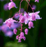Thalictrum