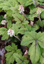 Tiarella 'Dark Velvet'