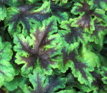 Tiarella 'Neon Lights'