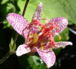 Tricyrtis formosana 'Spotted Toad