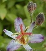 Tricyrtis 'Hototogisu'