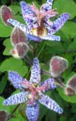 Tricyrtis formosana 'Dark Beauty'