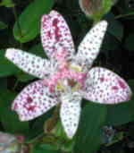 Tricyrtis 'Shimone' 