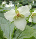 Trillium