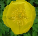 Trollius 'Lemon Queen'