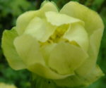 Trollius 'Alabaster'
