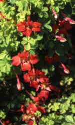 Tropeaolum