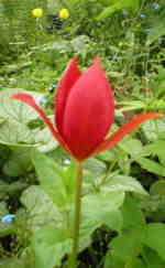 Tulipa