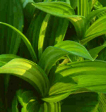 Veratrum