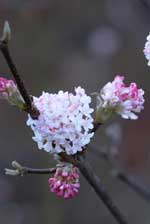 Viburnum x bodnantense 'Charles Lamont'