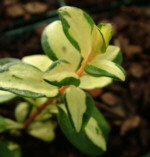 Vinca major 'Wojo's Gem'