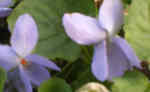 Viola odorata 'Albiflora' 