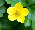 Waldteinia