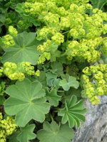 Alchemilla